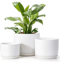 EFISPSS Plant Pots, 4+5+6 Inch Pots for Indoor Plants, Ceramic Planter Pot with Drainage Hole, Flower Pots for Succulent Cactus, Set of 3 - White