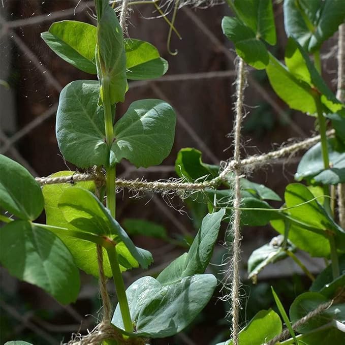 Jute Trellis Netting - Jute Netting for Garden, Heavy Duty Plant Support Netting for Climbing Plants, Cucumber, Vine, Fruits & Vegetables, Climbing Vining Plants (3.3 Ft X 16.4 Ft, 5.9 Inch Squares)