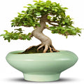 Ceramic Bonsai Pots - Large Succulent Planter 13 Inch Plant Pot Indoor Succulent Pot with Drainage Hole Outdoor Planter Bonsai Tree Pot for House Home Garden Office Decor Green