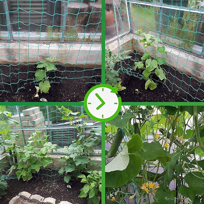 Trellis Netting for Climbing Plants - Heavy Duty Garden Trellis Netting for Cucumber, Vine, Fruits & Vegetables Tomato Plants Trellis Net, Climbing Vining Plants (2-Pack 24.6' x 6.6'Ft)