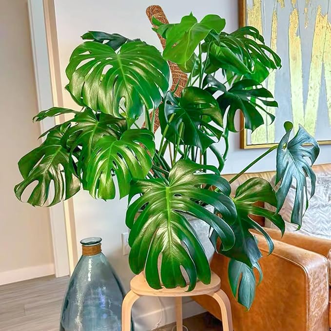 4 Pack 39 Inch Moss Pole Monstera Plant Support, Coir Moss Poles for Climbing Indoor Plants, Bendable Plant Stake Trellis for Potted Plant, Pothos, Philodendron